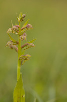 Frog Orchid, Swifts Hill, June 2024
