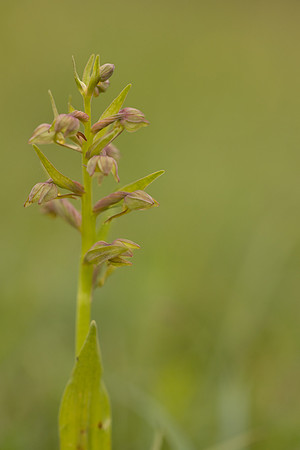 Frog Orchid, Swifts Hill, June 2024