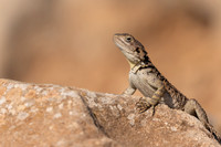 Cyprus Rock Agama, Cape Grecko, Cyprus, July 2024