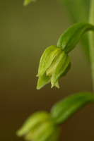 Narrow-lipped Helleborine
