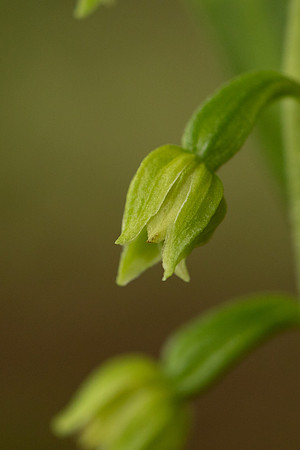 Narrow-lipped Helleborine, Cotswolds, July 2022