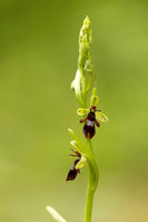 Fly Orchid, Yockletts Bank, May 2024
