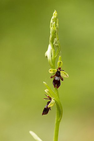 Fly Orchid, Yockletts Bank, May 2024