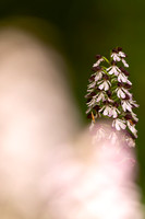 Lady Orchid, Yockletts Bank, May 2024