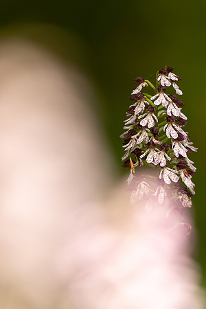 Lady Orchid, Yockletts Bank, May 2024