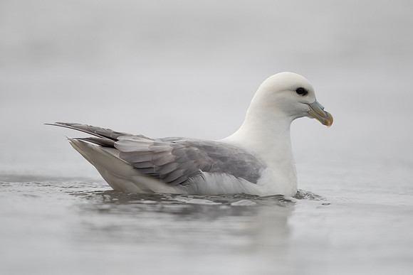Fulmar, Iceland, June 2022