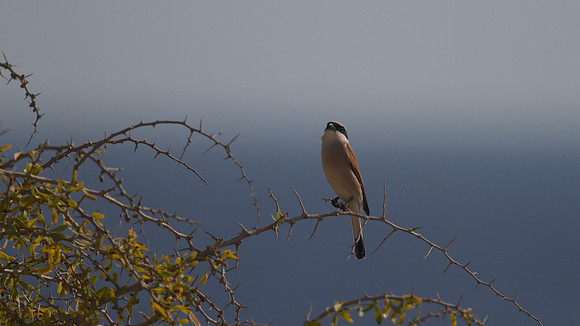 Red-backed Shrike, Cape Greco 2014