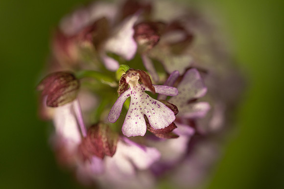 Lady Orchid, Yockletts Bank, May 2024