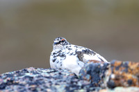 Ptarmigan
