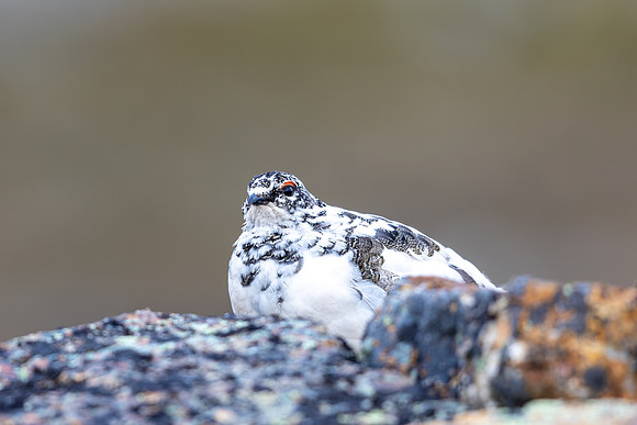 Ptarmigan, Mount Alias, Finland, June 2025