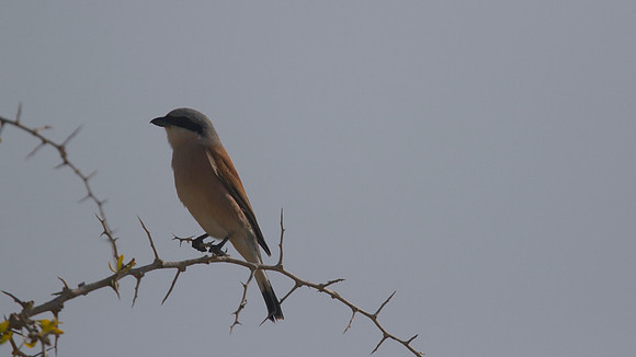 Red-backed Shrike, Cape Greco 2014