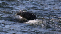 Otter, River Don, Aberdeen, Feb 2015