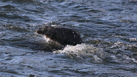 Otter, River Don, Aberdeen, Feb 2015
