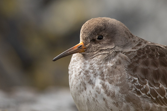 Purple Sandpiper, Portishead, Feb 2022
