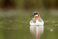 Red-necked Phalarope, Floi,  Iceland, June 2022
