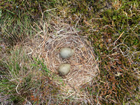 Great Skua