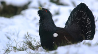 Capercaillie, Cairngorms, Scotland, Feb 2015.