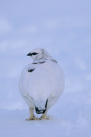 Ptarmigan, Cairngorms, Feb 2015