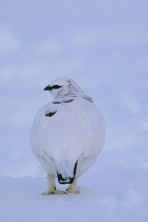 Ptarmigan, Cairngorms, Feb 2015
