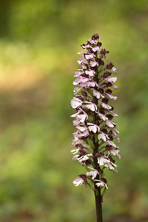 Lady Orchid, Yockletts Bank, May 2024
