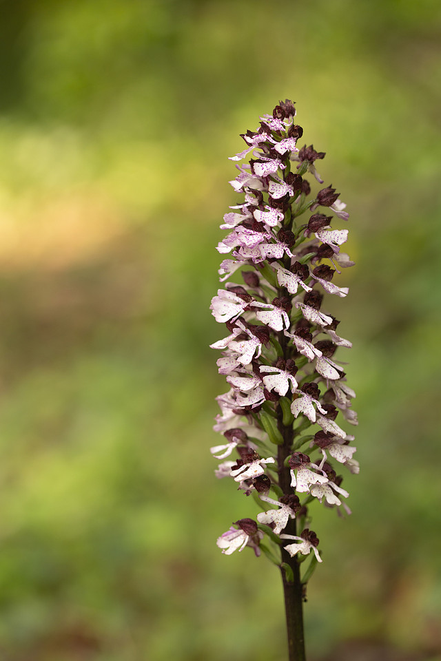 Lady Orchid, Yockletts Bank, May 2024