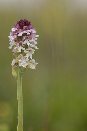 Burnt Tip-orchid var. aestivalis, Ladle Hill, July 2024,