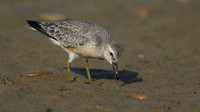 Knot, Ferrybridge, September 2016