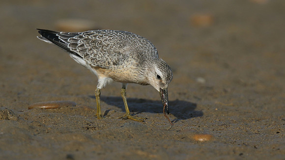 Knot, Ferrybridge, September 2016