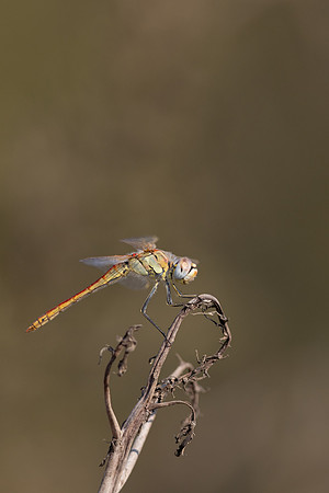 Red-veined Darter, (male) Cape Greco, Cyprus, July 2024