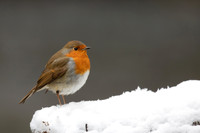 Robin, Little Avon, December 2022