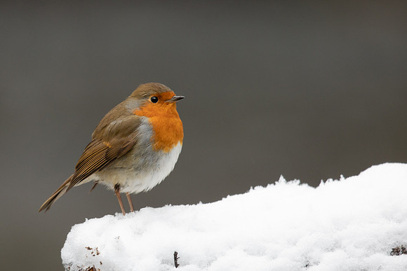 Robin, Little Avon, December 2022