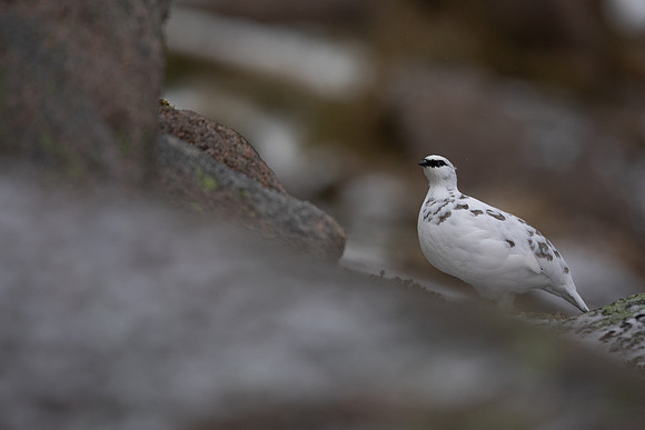 Ptarmigan, Cairngorms, January 2022