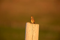 Redwing,Blondous, Iceland, June 2022