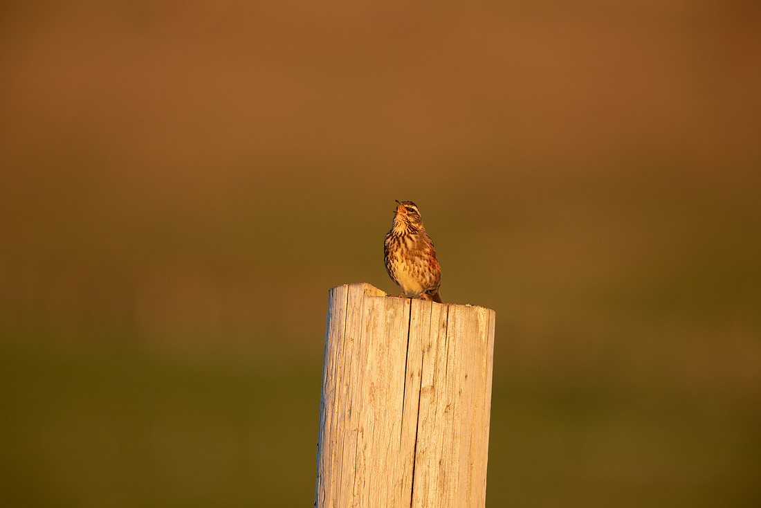 Redwing,Blondous, Iceland, June 2022