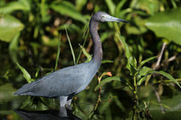 Little Blue Heron