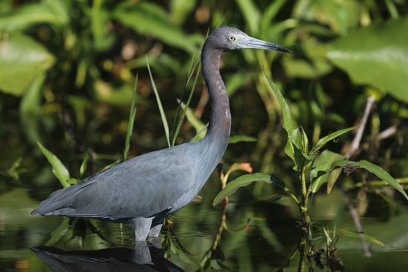 Little Blue Heron , Florida, February 2020