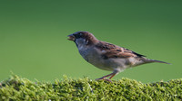 House Sparrow, Tockington, October 2014
