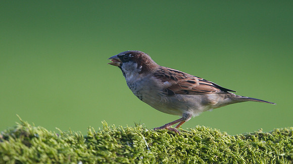 House Sparrow, Tockington, October 2014