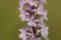 Chalk Fragrant-orchid, Rodbrough Common, June 2024