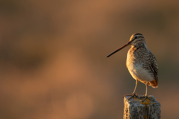 Common Snipe, Blondus,  Iceland, June 2022