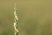 Autumn Lady's Tresses, Old Down, September 2022