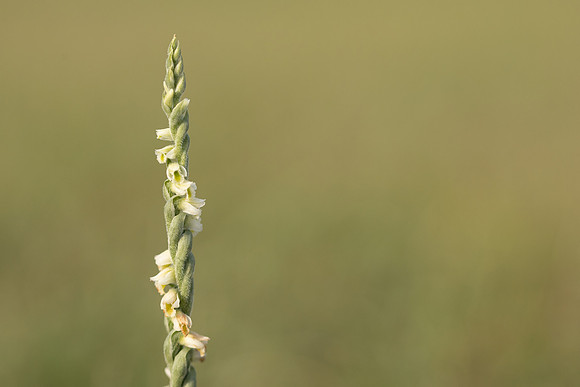 Autumn Lady's Tresses, Old Down, September 2022