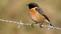 Stonechat, Brean Down, March 2015
