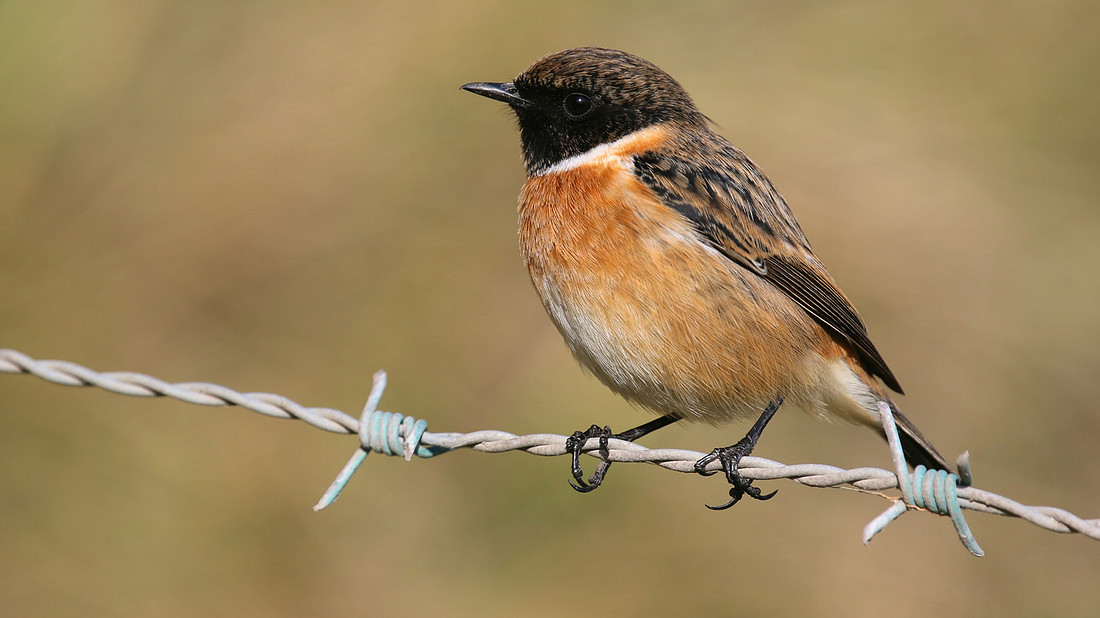 Stonechat, Brean Down, March 2015