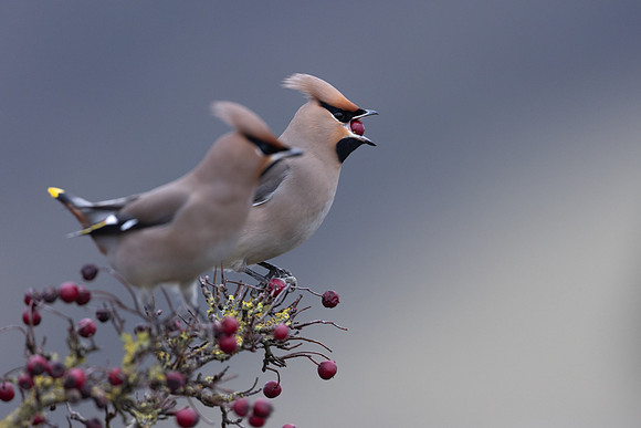 Waxwing, Rodbrough Common, January 2024