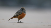 Eastern Black Redstart, Skinningrove, November 2016