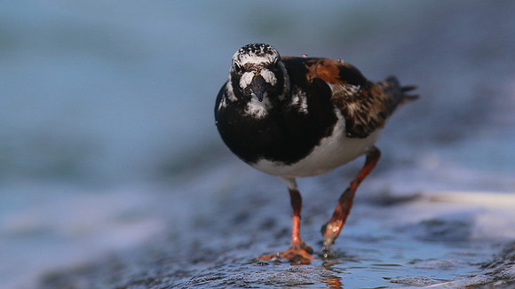 Turnstone, Farmoor Reservoir, August 2016