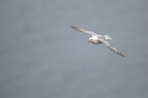 Fulmar, Iceland, June 2022
