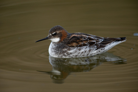 Red-necked Phalarope, River Laxa, May 2022