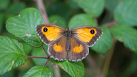 Gatekeeper, Tockington